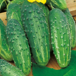 Cucumber Corveta F1 - Early, Productive, No Bitterness, Ideal for Salads and Preserves - Premium Seeds