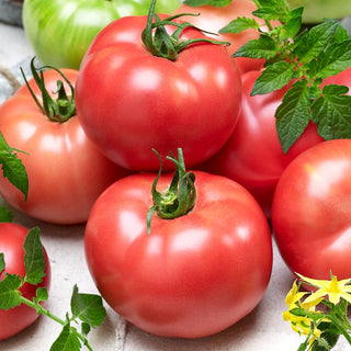 Tomato Zorza Toruńska - Early Yields, Excellent Taste, Abundant Harvests - Premium Seeds