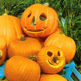 Ornamental Pumpkin Halloween - Quintessence of Autumn Charm - Premium Seeds