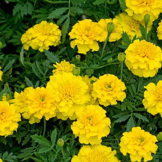 Studentenblume - Honey Moon - Sonniger Hingucker Im Beet - Tagetes patula