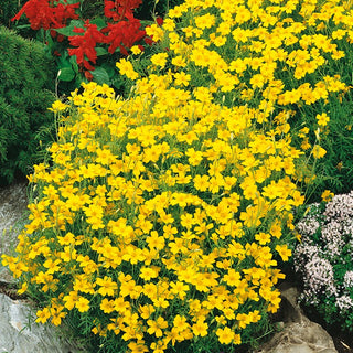 Signet Marigold Lulu - Lemon-Yellow Flowers, Rounded Shape, Perfect for Edging and Flower Beds - Tagetes tenuifolia - Premium Seeds