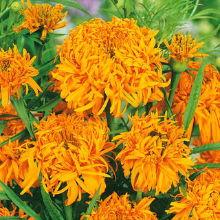 African Marigold Fantastic Orange - Gigantic, Spherical Flowers, Highly Resilient - Tagetes erecta - Premium Seeds