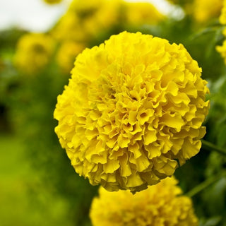 Zwerg Aufrechte Studentenblume - Calando Gelb - Blüht Den Ganzen Sommer - Tagetes erecta