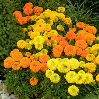 Dwarf African Marigold Mixed - Abundant Flowers in Bright Colours, for Borders and Containers - Tagetes erecta - Premium Seeds