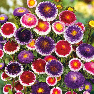 Aster Liliput Moonshine Mix - Stunning Garden Decoration - Callistephus chinensis - Premium Seeds