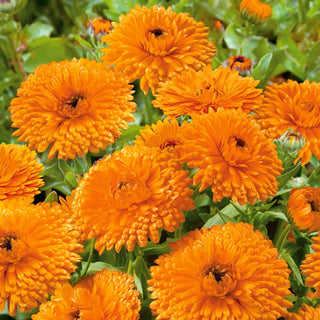 Pot Marigold Orange Gem - Extra Beautiful, Blooming All Summer - Calendula officinalis - Premium Seeds