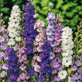 Larkspur Pacific Giant - Abundant Flowering, Strong Colours, Excellent for Cut Flowers - Delphinium x cultorum - Premium Seeds