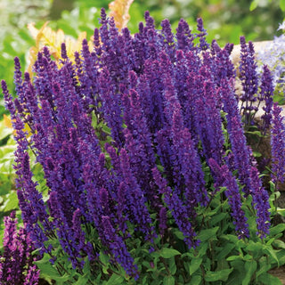 Woodland Sage - Honey-Producing and Drought-Resistant, Easy to Grow, Profuse Flowering - Salvia nemorosa - Premium Seeds