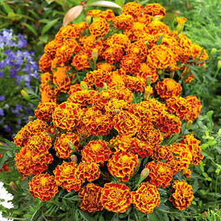 French Marigold Fiesta - Low, Strongly Branched, Mahogany Flowers with a Yellow Border - Tagetes patula - Premium Seeds