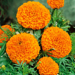 African Marigold Titania - Large Orange Flowers, Easy to Grow, for Borders and Bouquets - Tagetes erecta - Premium Seeds