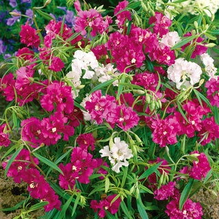 Pinkfairies Clarkia Mixed - Easy-to-Grow Beauty with Exceptional Charm - Clarkia pulchella - Premium Seeds