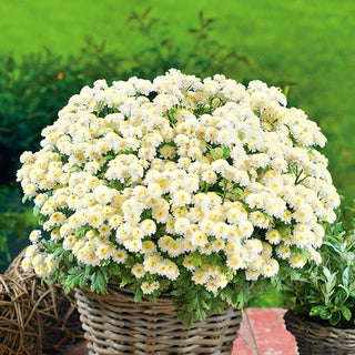 Feverfew Snowball - Blooms All Summer, Adding Beauty and Freshness to Any Arrangement - Chrysanthemum parthenium - Premium Seeds