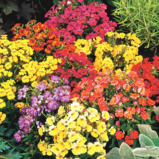 Nemesia Karneval Mixed - Multicoloured Flowers, Blooms All Summer, Easy to Grow - Nemesia strumosa - Premium Seeds