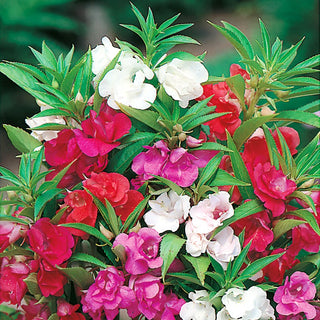 Dwarf Garden Balsam Mixed - Multicoloured Flowers, Easy to Grow - Impatiens balsamina - Premium Seeds