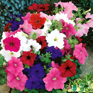 Dwarf Petunia F2 Mixed - Abundance of Flowers All Summer, Ideal for Balconies, Terraces, and Borders - Petunia nana compacta - Premium Seeds