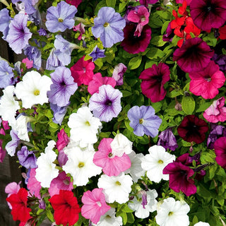 Trailing Petunia Mixed - Cascade of Multicoloured Flowers, Ideal for Balconies and Terraces - Petunia hybrida pendula - Premium Seeds
