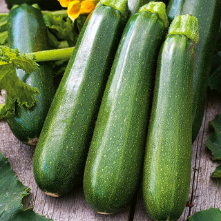 Courgette Nefertiti - Intensely Green, Exceptionally Tasty and Full of Vitamins - Premium Seeds