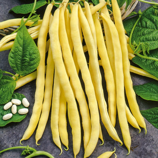Stangenbohne - Neckargold - Ideal Für Jeden Garten - XXL-Packung - 500 g