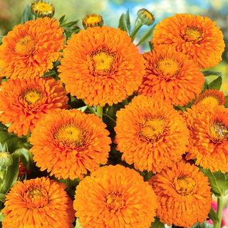 Pot Marigold Geisha Girl - Intensely Blooming, Extra Beautiful from Early Summer - Calendula officinalis - Premium Seeds