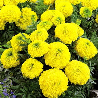 African Marigold Mary Helen - Explosion of Lemon Flowers, Long Flowering Period - Tagetes erecta - Premium Seeds