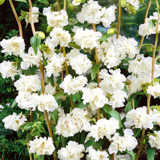 Elegant Clarkia White - Decoration for Borders and Flower Beds All Summer - Clarkia elegans - Premium Seeds