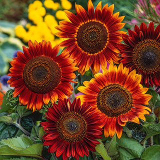 Sonnenblumen Evening Sun - Auffällig, Sonnentolerant - Helianthus annuus - XXL-Packung - 1 kg