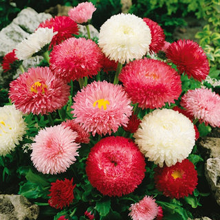 Daisy Super Enorma Mix - Extra Beautiful, Multicoloured Flowers All Summer - Bellis perennis - Premium Seeds
