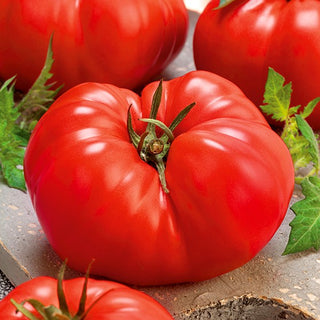 Tomate - Gigant - Riesige Früchte, unglaublich fleischig und süß