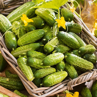 Cucumber Vert Petit de Paris - Exceptionally Productive, Ideal for Gherkins - Premium Seeds