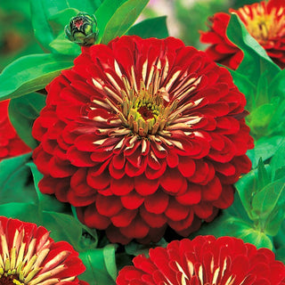 Dahlia-Flowered Zinnia Jowita - Tall, Intensely Red Flowers, for Borders and Cut Flowers - Zinnia elegans - Premium Seeds