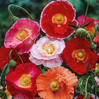 Poppy Shirley Mix - Fast-Growing, Excellent for Cottage Gardens and Rockeries - Papaver rhoeas - Premium Seeds