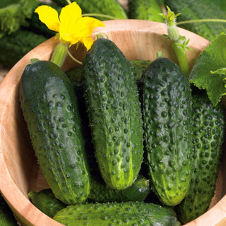 Cucumber Zuzana F1 - Ideal for Pickling and Preserving, the Best Choice - Premium Seeds