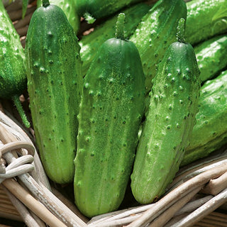 Cucumber Ela F1 - Early, Open-Field, Ideal for Preserves and Salads - Premium Seeds
