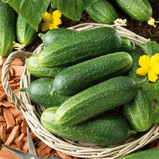 Cucumber Othello F1 - Super Early, Open-Field, Disease-Resistant - Premium Seeds