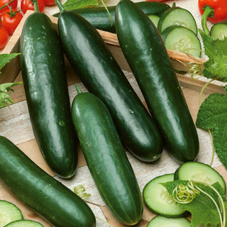 Cucumber Obelix F1 - Open-Field, Mid-Early, Ideal for Salads and Sandwiches - Premium Seeds