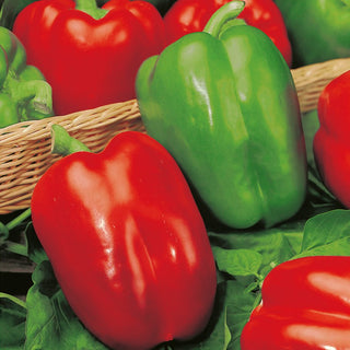 Sweet Pepper Yolo Wonder - Super Productive for Tunnels and Open Field, Intense Flavour and Colour - Premium Seeds