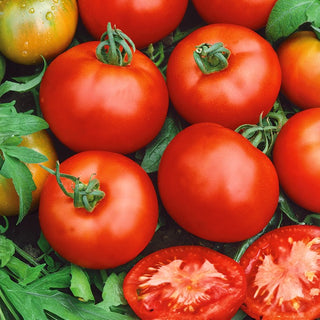 Tomato Moneymaker - Productive, Ideal for Open Field and Under Cover - Premium Seeds