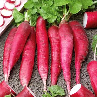 Radish Ostergruss Rosa 2 - Fast and Abundant Harvests Throughout the Season - Premium Seeds