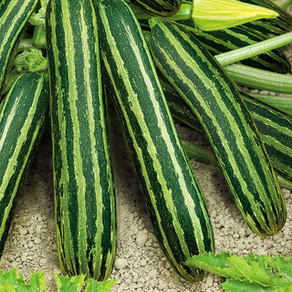 Courgette Coucourzelle - Juicy Fruits, Fast-Growing, Intense Flavour - Premium Seeds