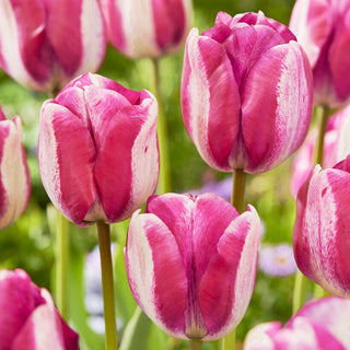 Tulpe - Hotpants - Tulipa - Originalfarben, großer Eindruck - 5 Blumenzwiebeln