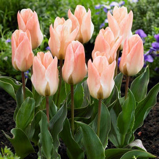 Tulpe - Little Girl - Tulipa - Pastellfarben, zarter Frühlingsakzent - 5 Blumenzwiebeln