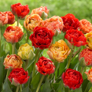 Tulpe - Double Gudoshnik - Tulipa - Gefüllte dekorative Blütenstände - 5 Blumenzwiebeln