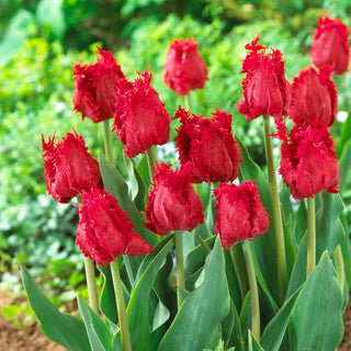 Tulpe - Barbados - Tulipa - Aromatischer Akzent unter Blumen - 5 Blumenzwiebeln