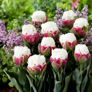 Tulpe - Ice Cream - Tulipa - Frühlingshit, gefüllte Blüten - 5 Blumenzwiebeln
