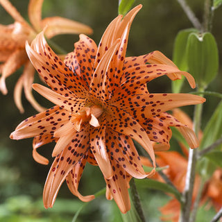 Gefüllte Asiatische Lilie - Tigrinum - Lilium - Intensiv Orangefarbene Blüten