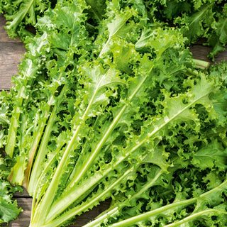 Endive Romanesca Da Taglio - Extremely Tasty, Mild, Slightly Bitter Flavour - Cichorium endivia - Premium Seeds