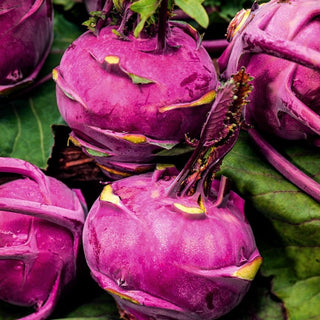 Kohlrabi Wener Blauwe - Reliable Productivity, Large Healthy Yields - Premium Seeds