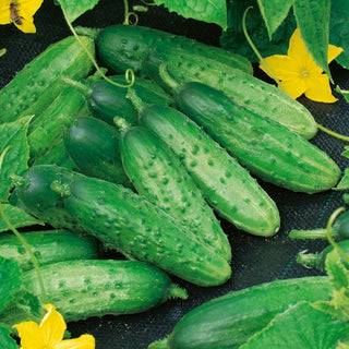 Cucumber Prymus F1 - Mid-Early, Super Productive, Disease-Resistant - Premium Seeds