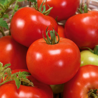 Tomato Bohun - Extra Flavour, Easy to Grow Without Staking - Premium Seeds
