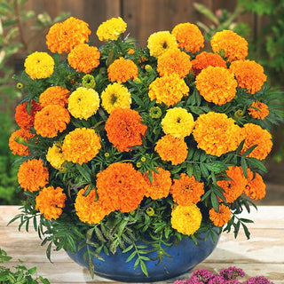 African Marigold Mona Mixed - Abundant Flowering from Early Summer Until the First Frosts - Tagetes erecta - Premium Seeds